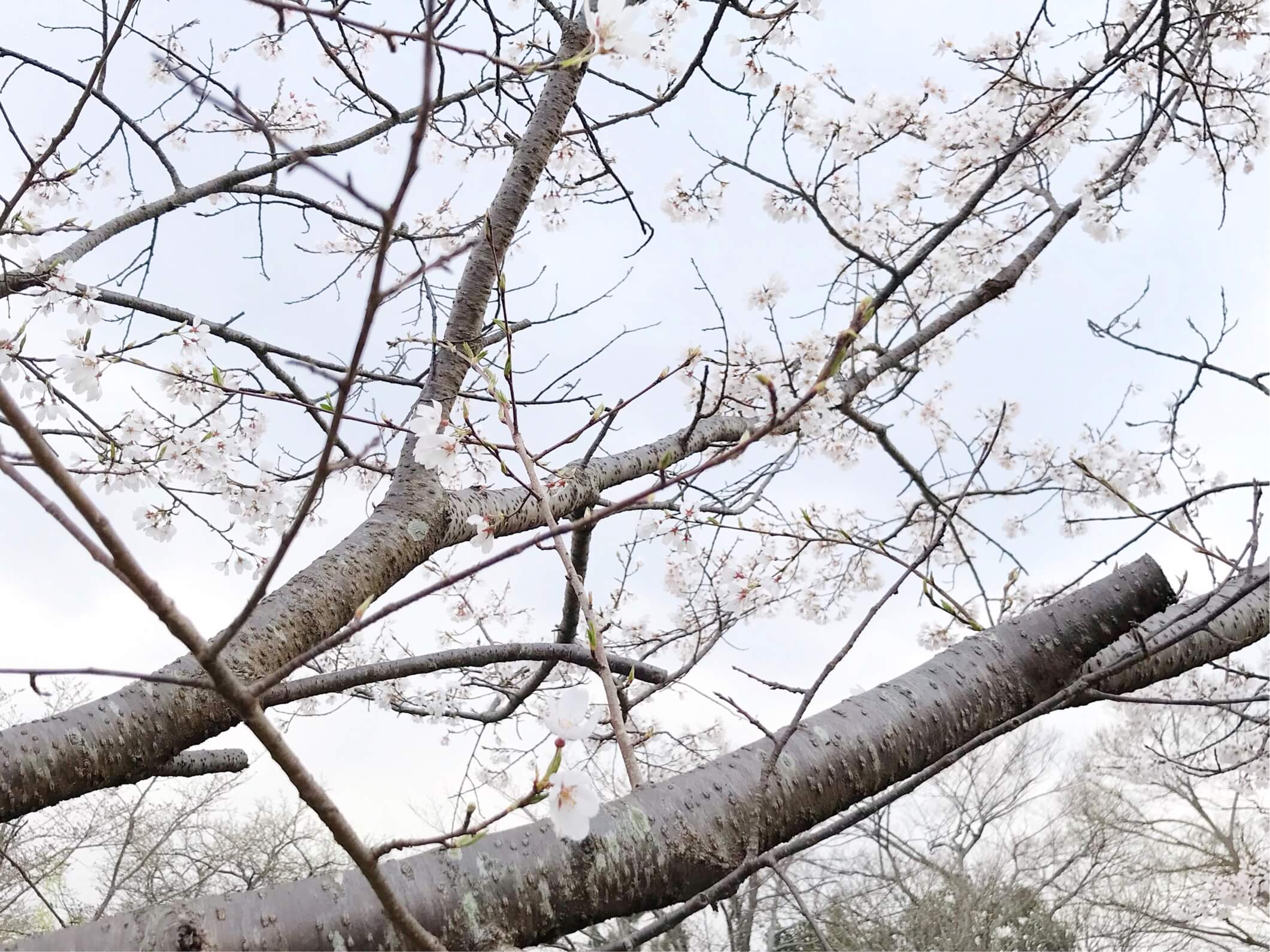 防賀川の桜
