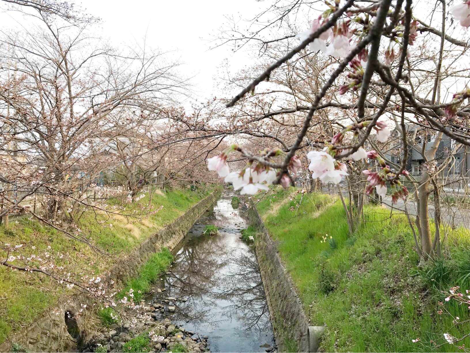 馬坂川の桜