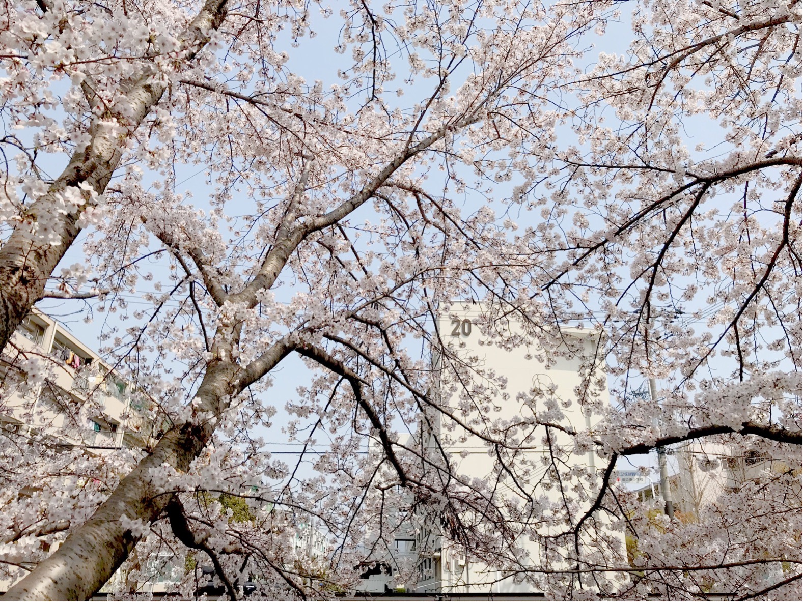 馬坂川の桜