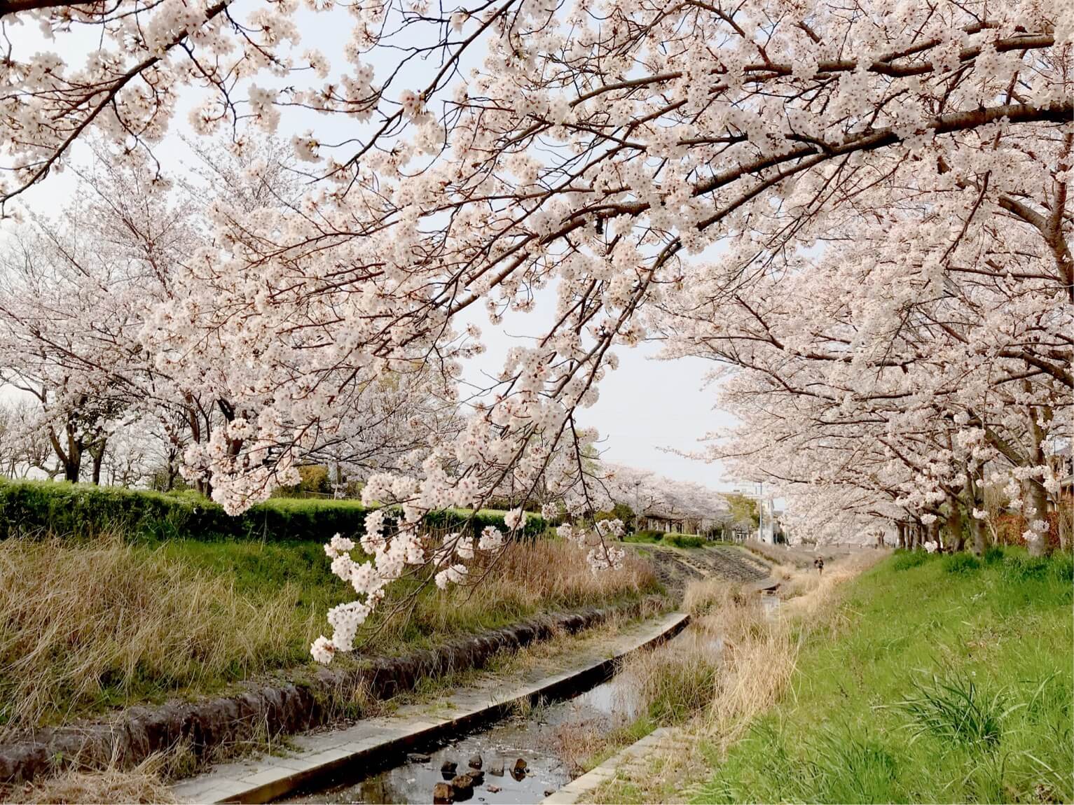 防賀川の桜