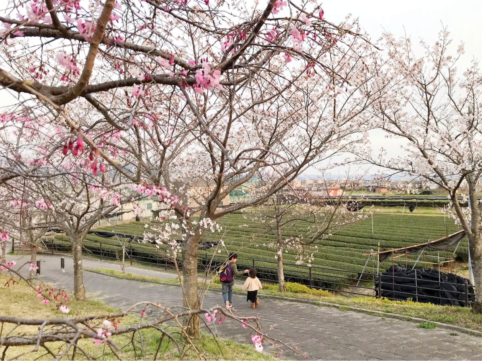 田辺木津川つつみ緑地