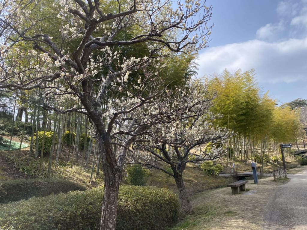 けいはんな記念公園梅の花