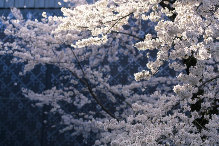 満開の桜