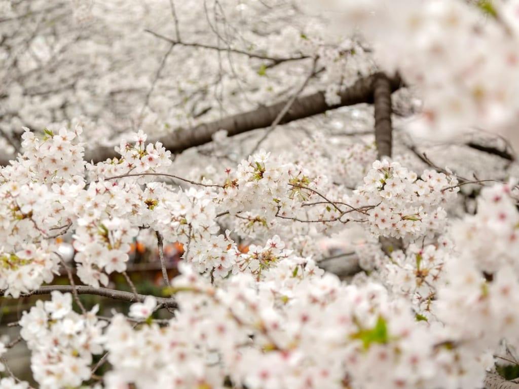 お花見の桜