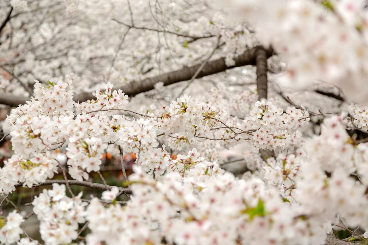 お花見の桜