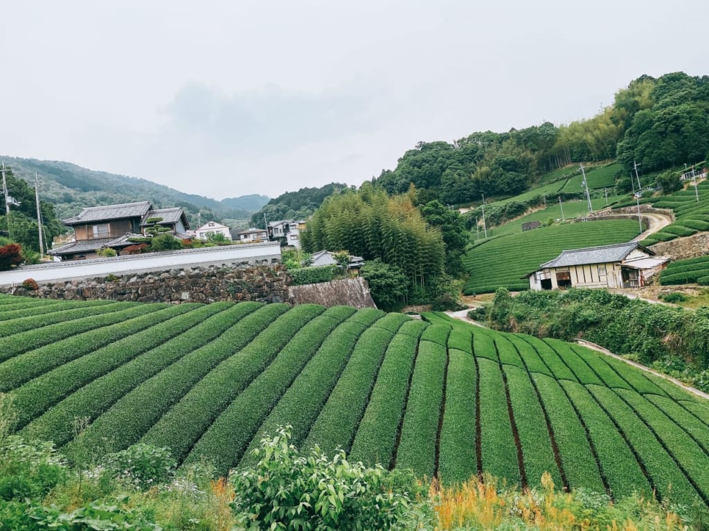 和束町の茶畑