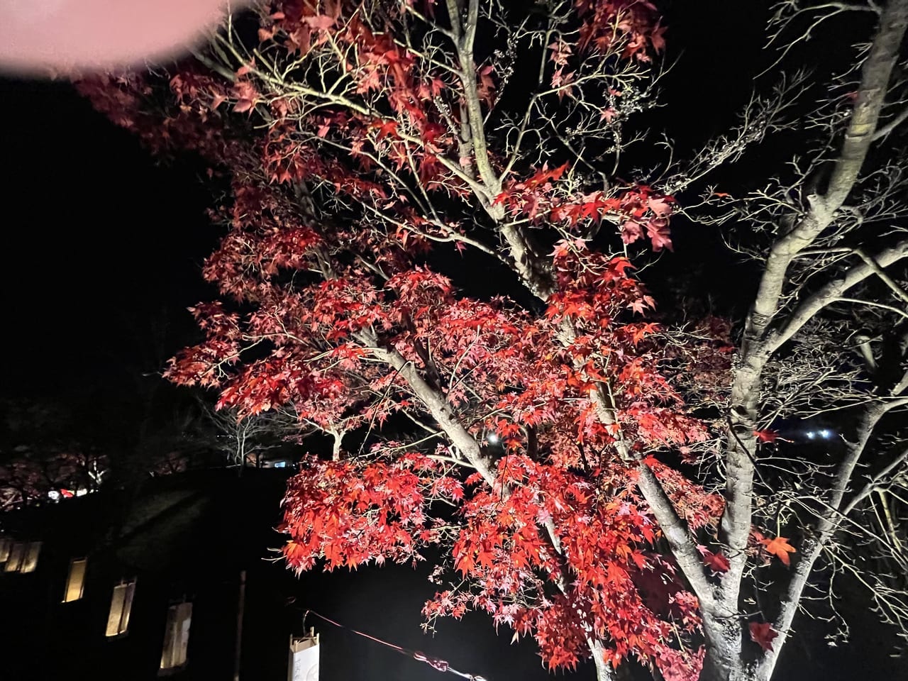 紅葉の紅葉