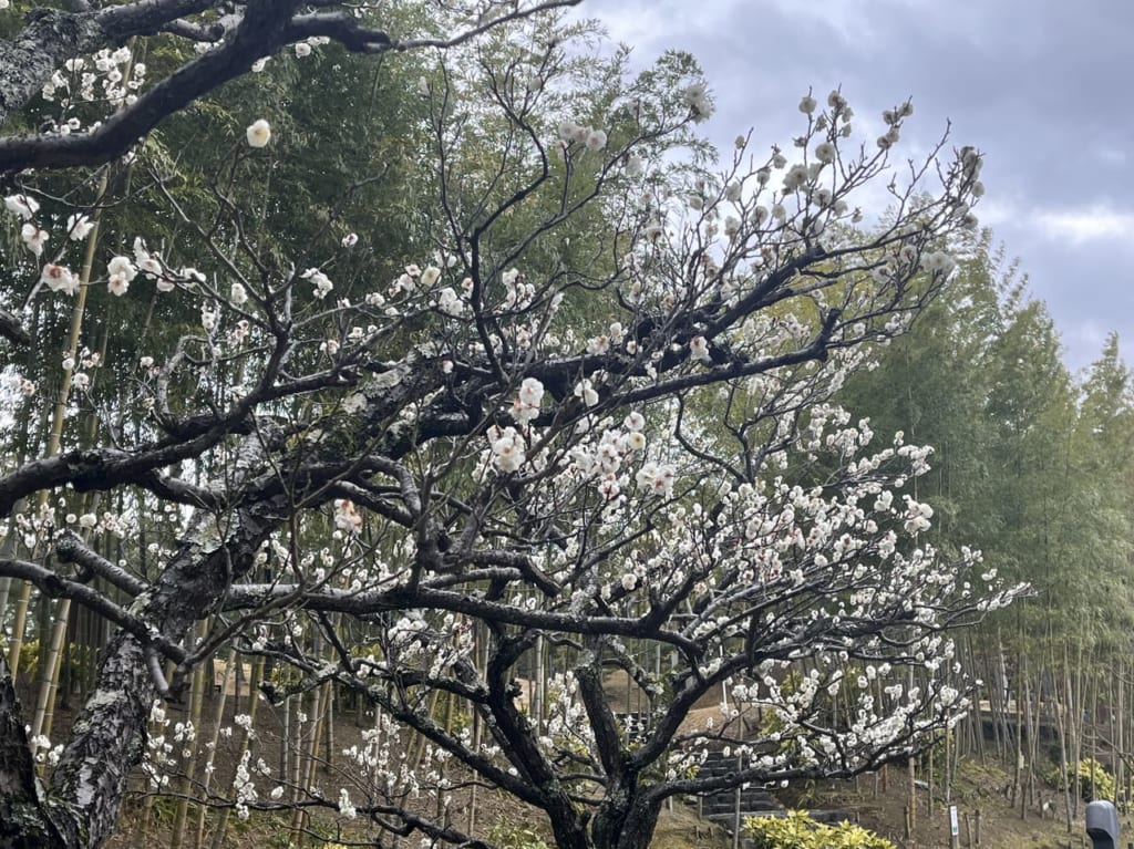 けいはんな記念公園の梅