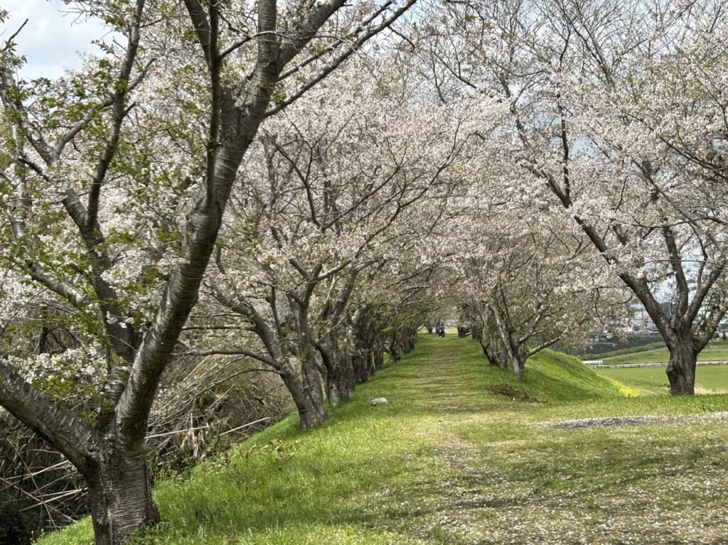 蟹満時の桜のトンネル