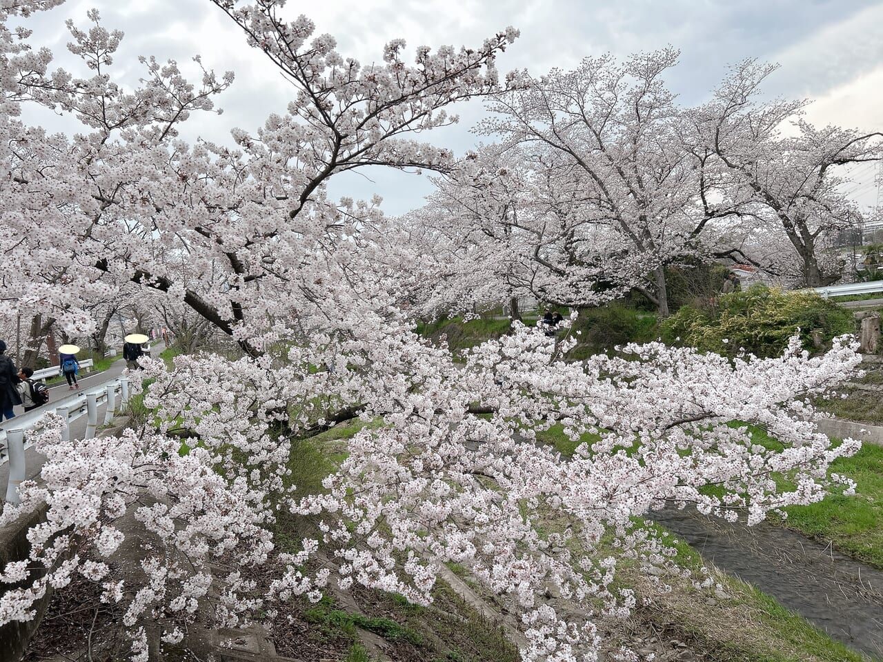 桜の満開