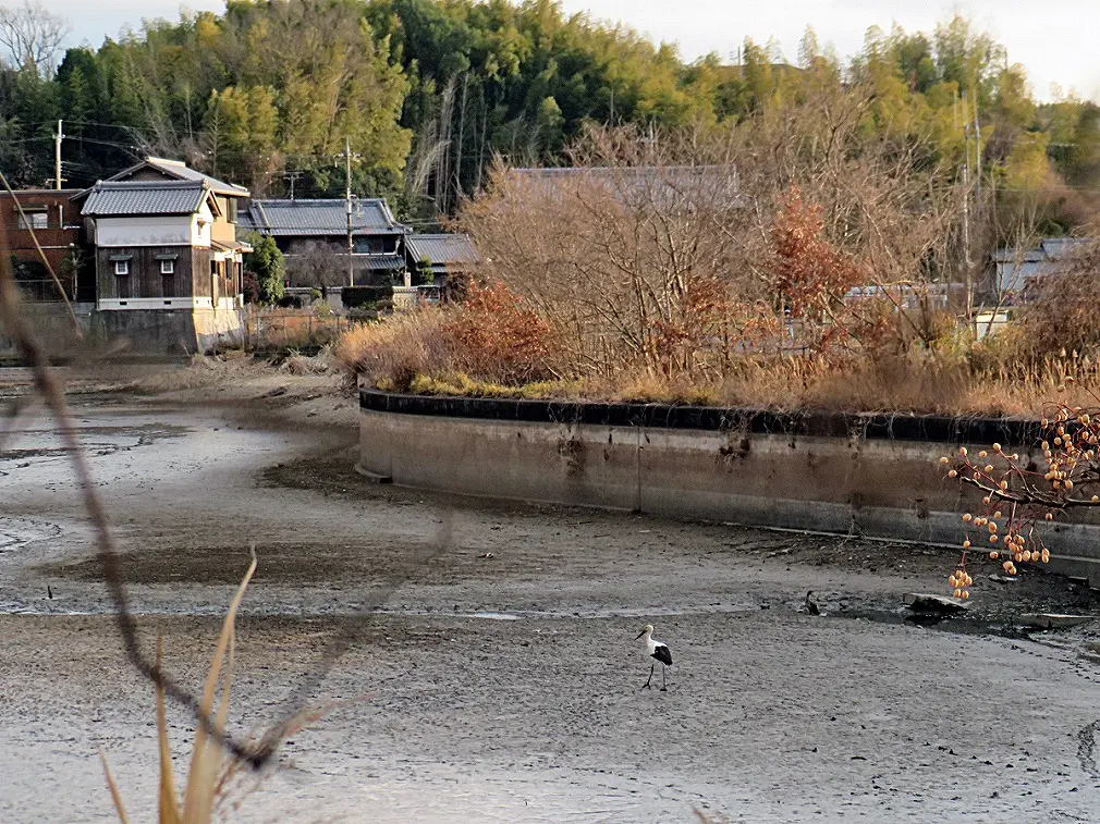 コウノトリの様子
