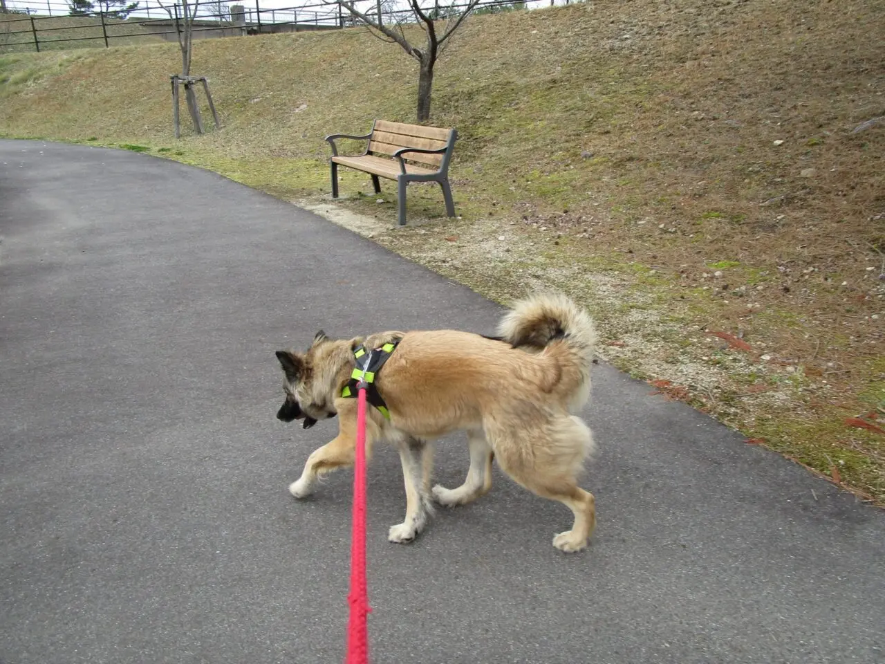 犬の散歩